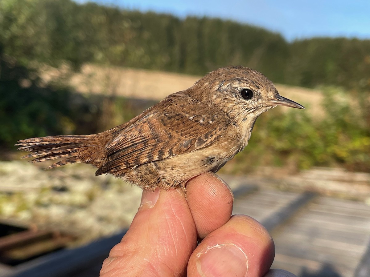 Eurasian Wren (Eurasian) - ML623878318