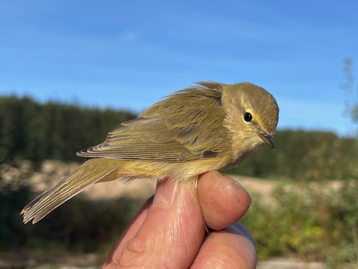 Common Chiffchaff (Common) - Éric Francois Roualet