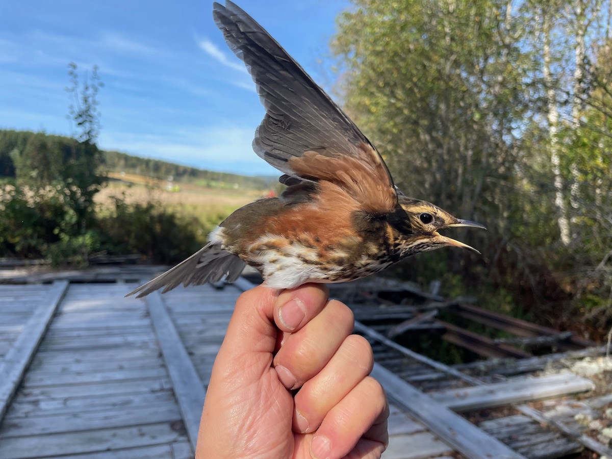 Redwing (Eurasian) - ML623878346