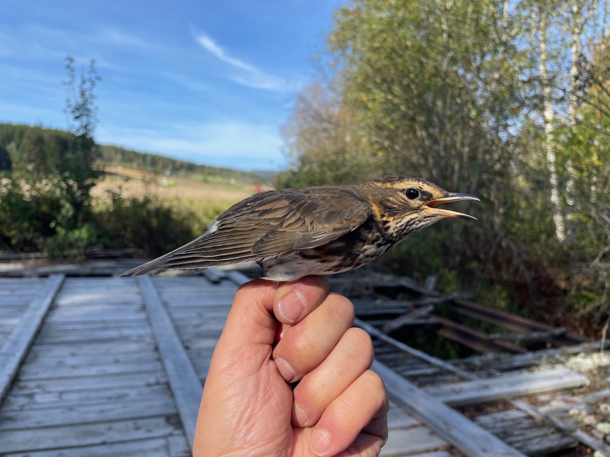 Redwing (Eurasian) - Éric Francois Roualet