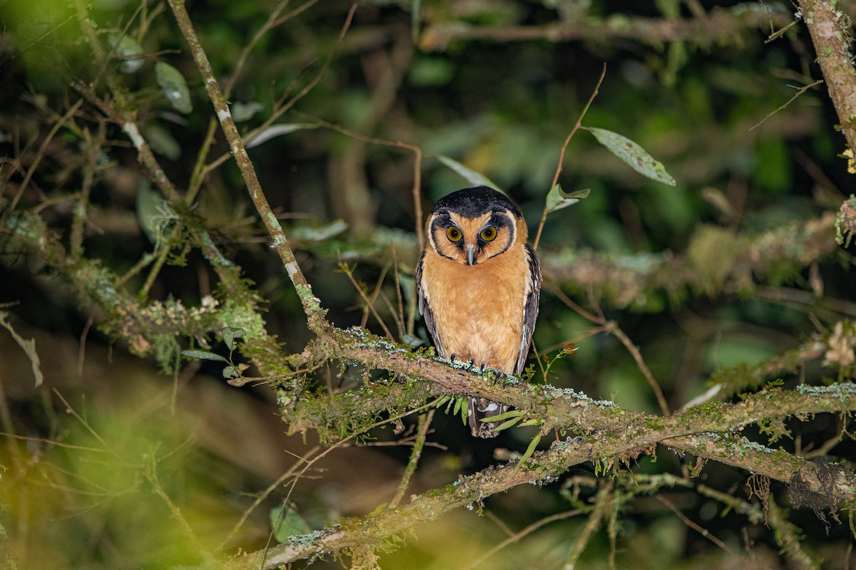 Buff-fronted Owl - ML623878351