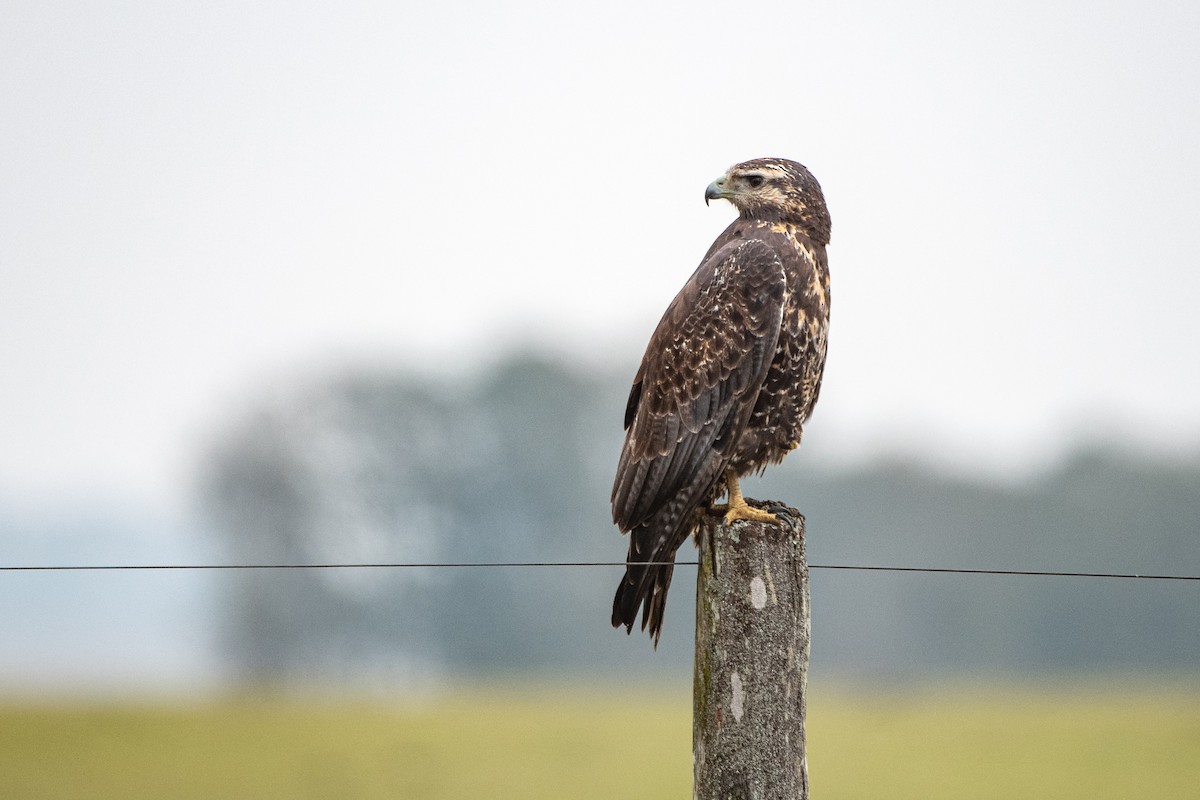 Black-chested Buzzard-Eagle - ML623878393