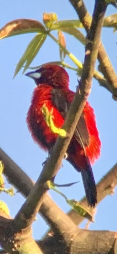 Crimson-backed Tanager - ML623878454