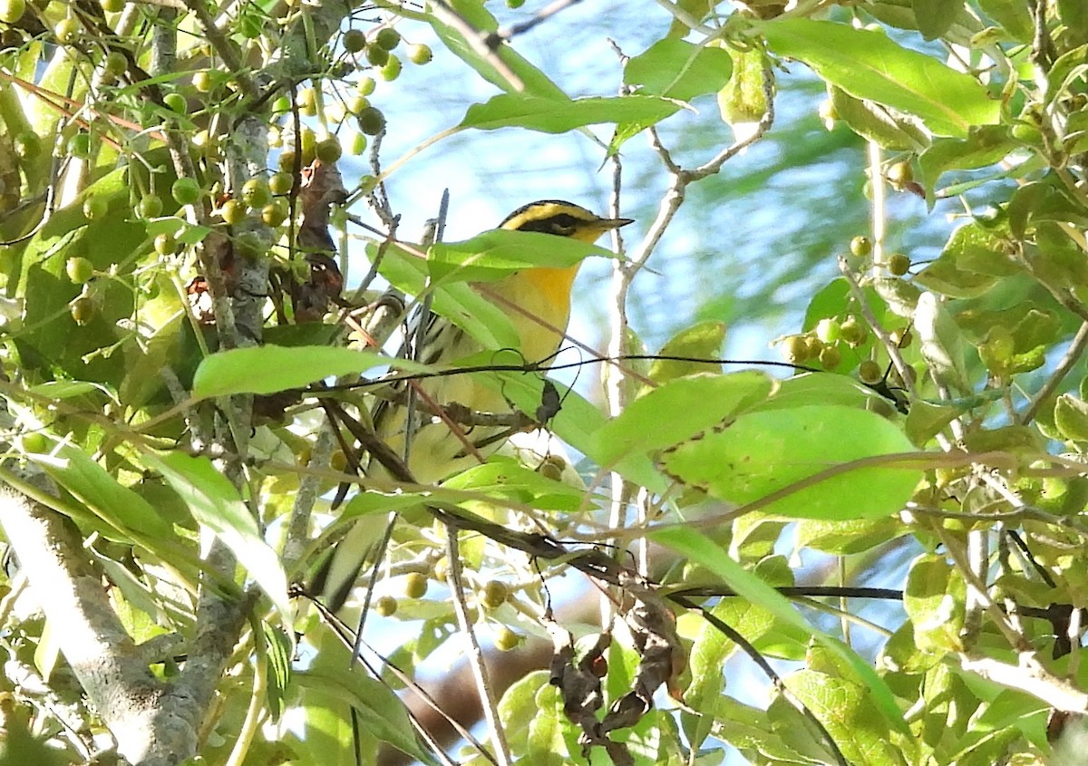 Blackburnian Warbler - ML623878516