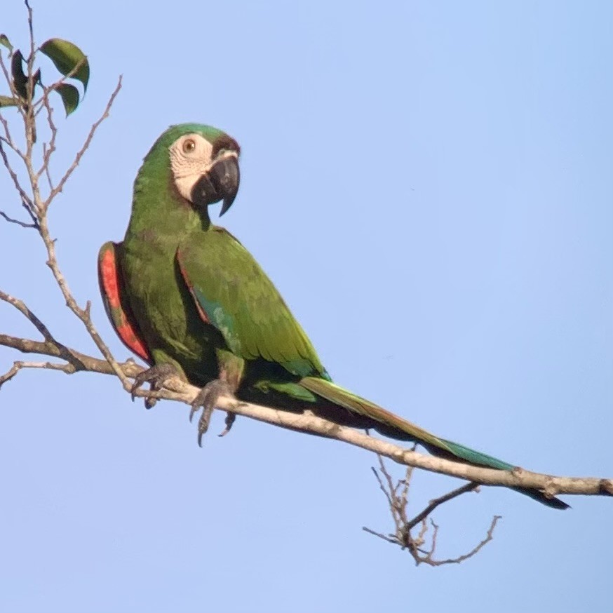 Chestnut-fronted Macaw - ML623878556