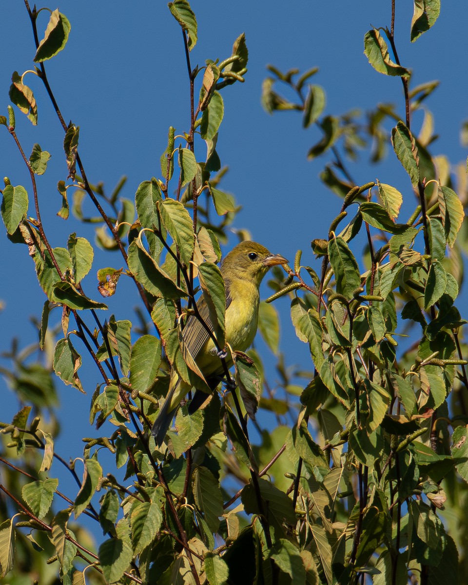 piranga šarlatová - ML623878579