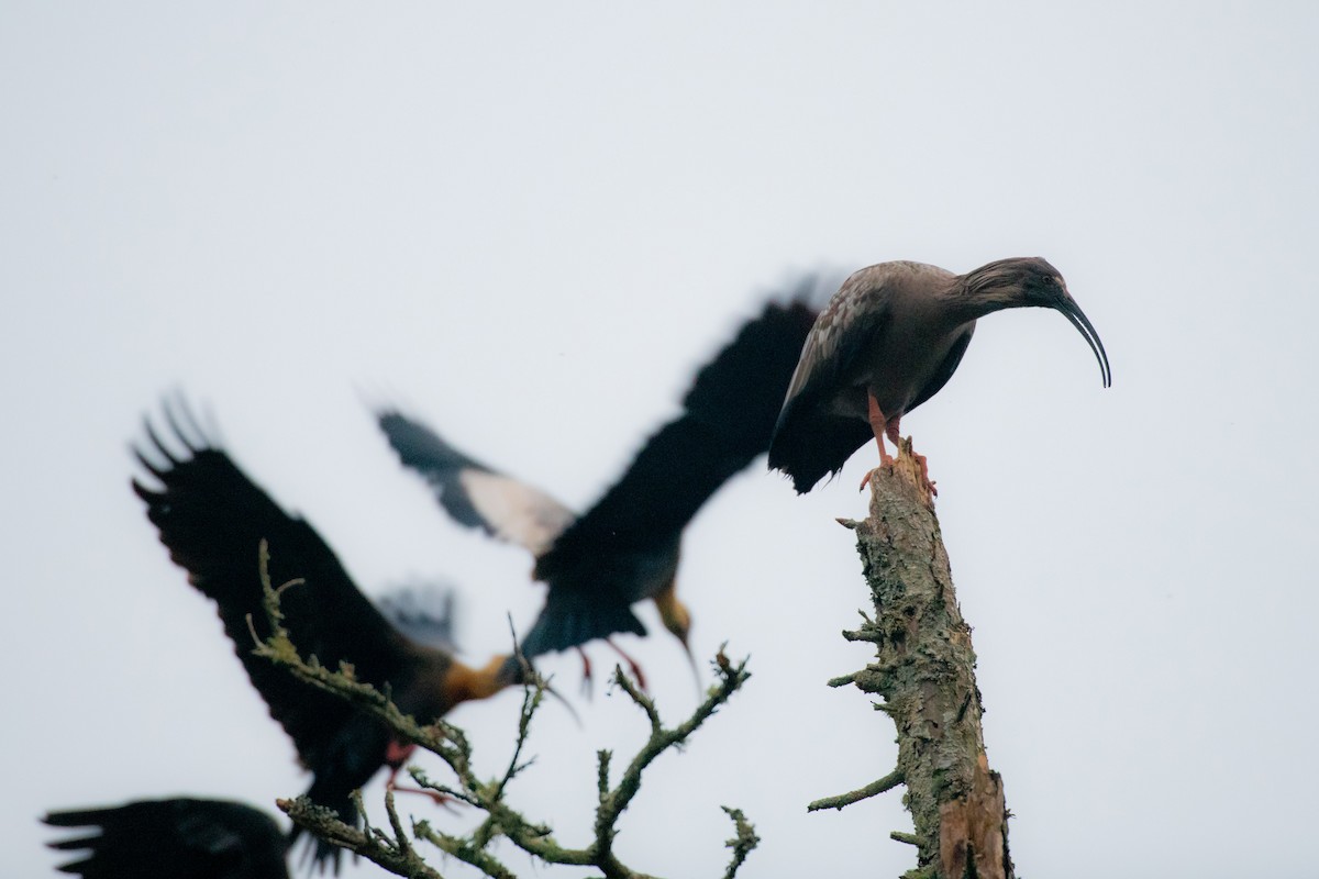 Plumbeous Ibis - ML623878599