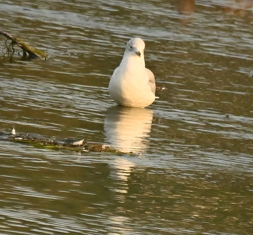 Ring-billed Gull - ML623878613