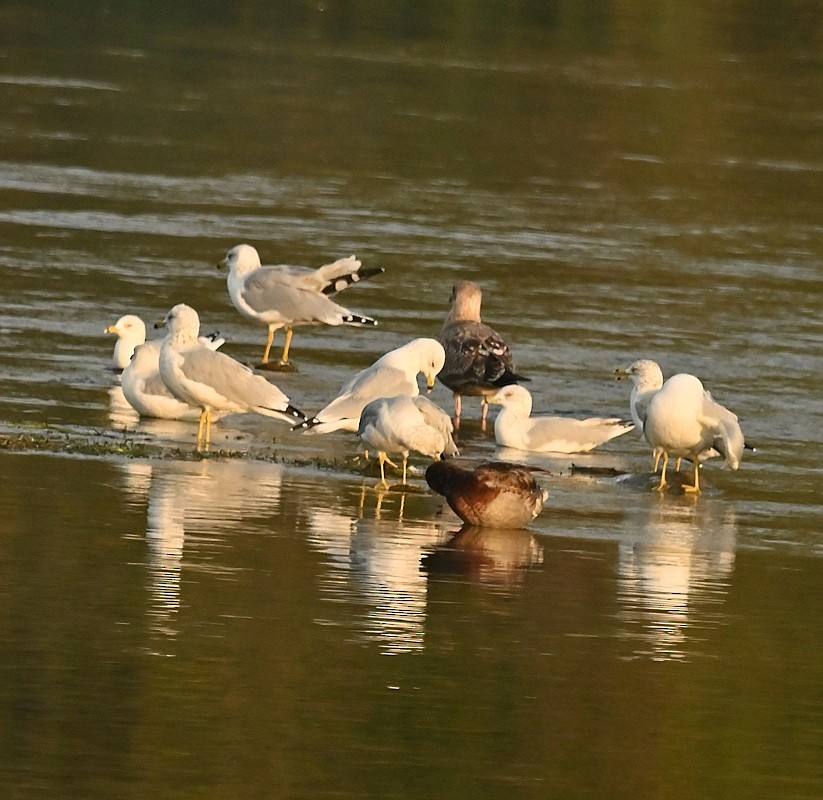 Ring-billed Gull - ML623878639