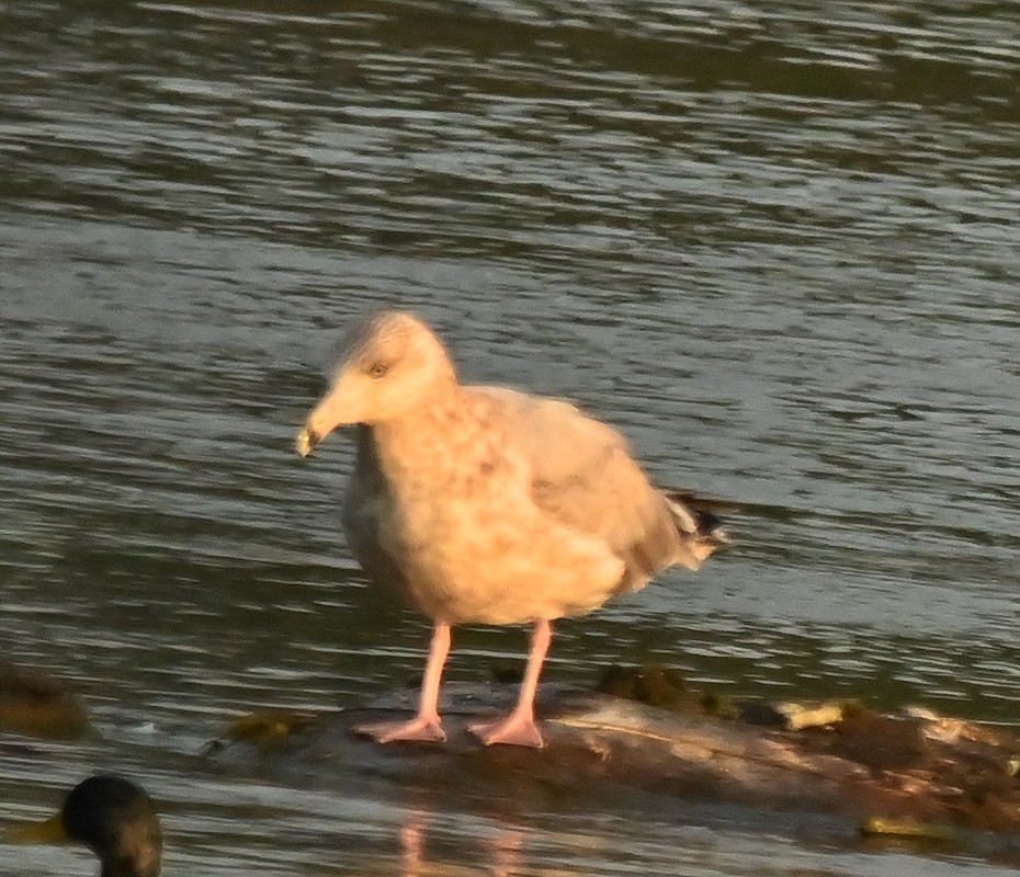 Herring Gull (American) - ML623878648