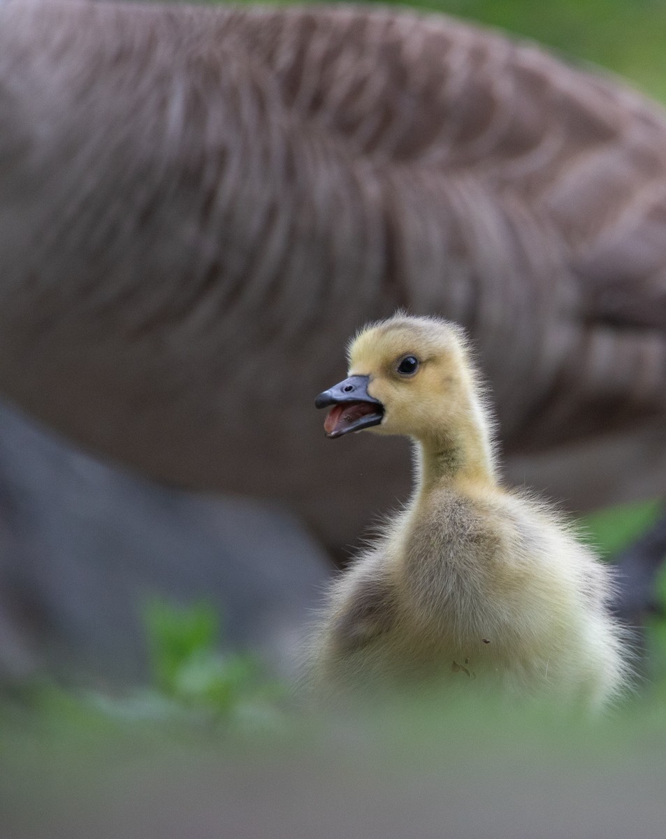 Canada Goose - ML623878650