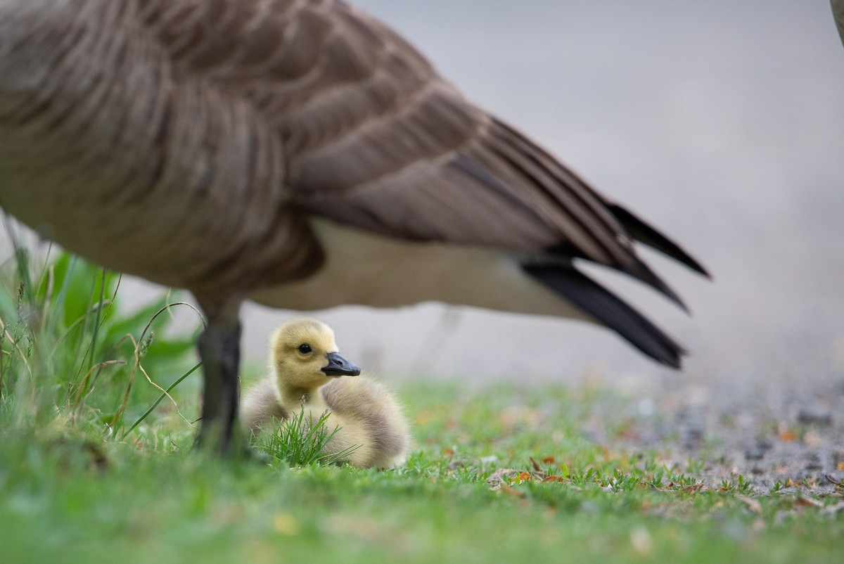 Canada Goose - ML623878652