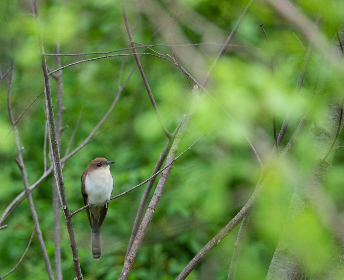 Black-billed Cuckoo - ML623878666