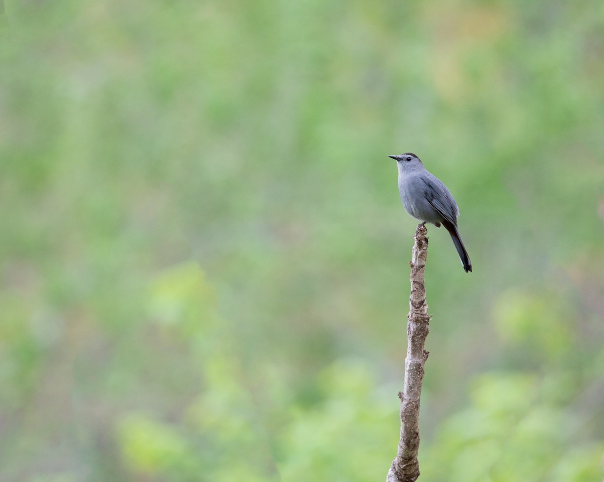 Gray Catbird - ML623878682