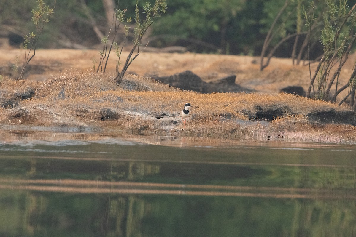 Pied Plover - ML623878720