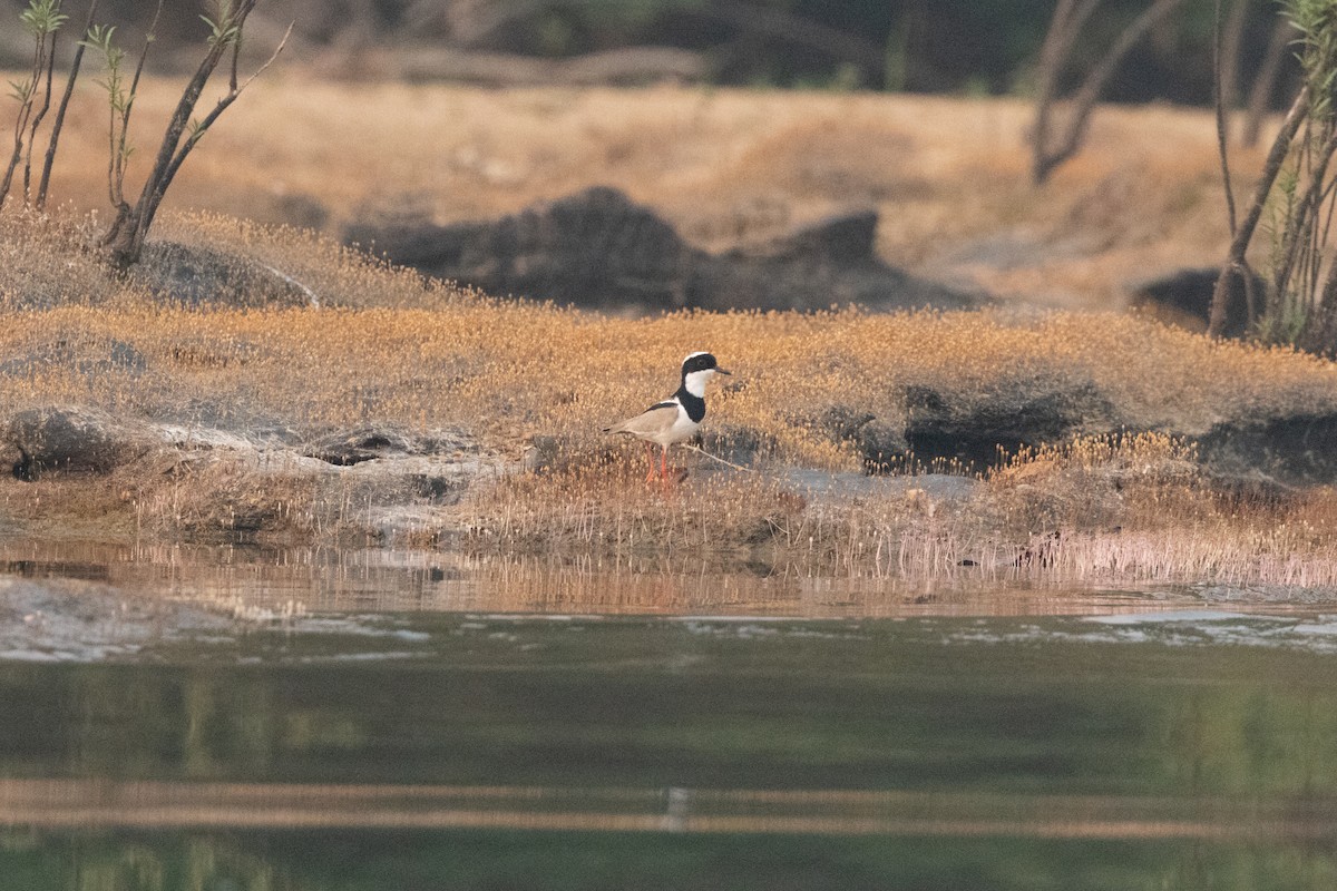 Pied Plover - ML623878721