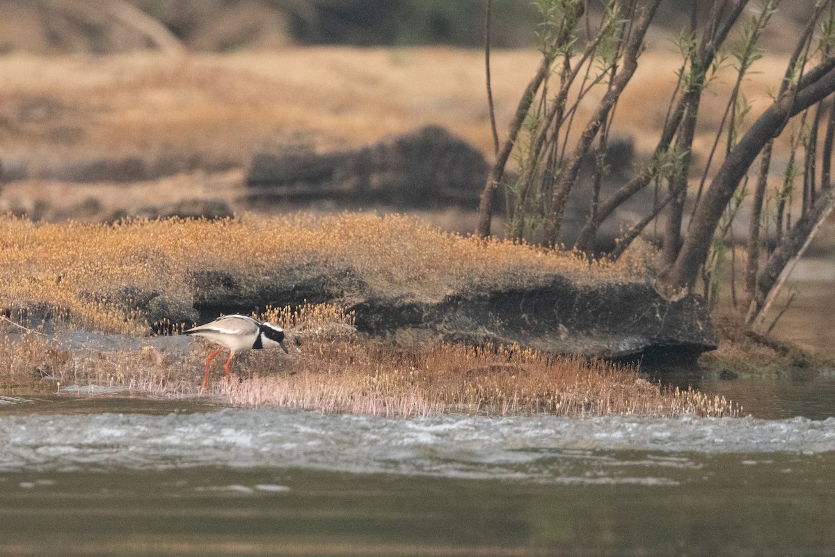 Pied Plover - ML623878722