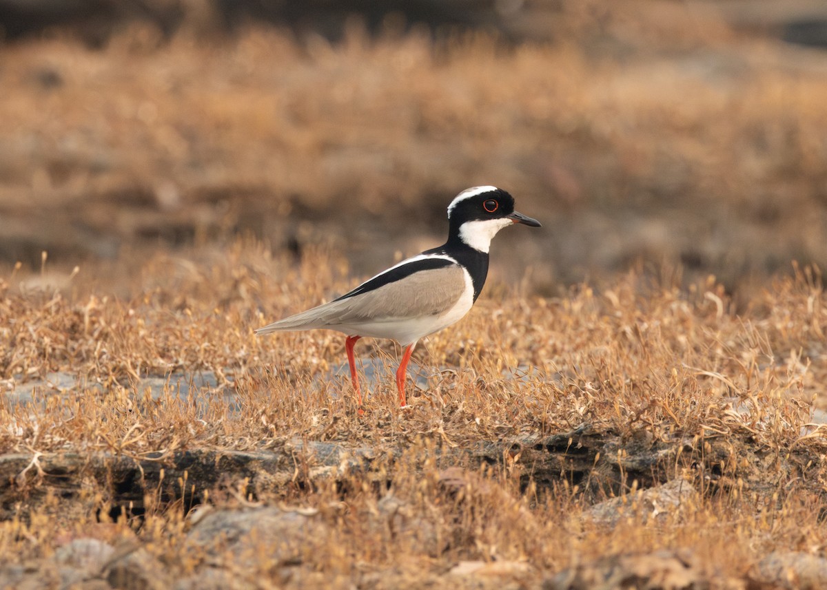 Pied Plover - ML623878723