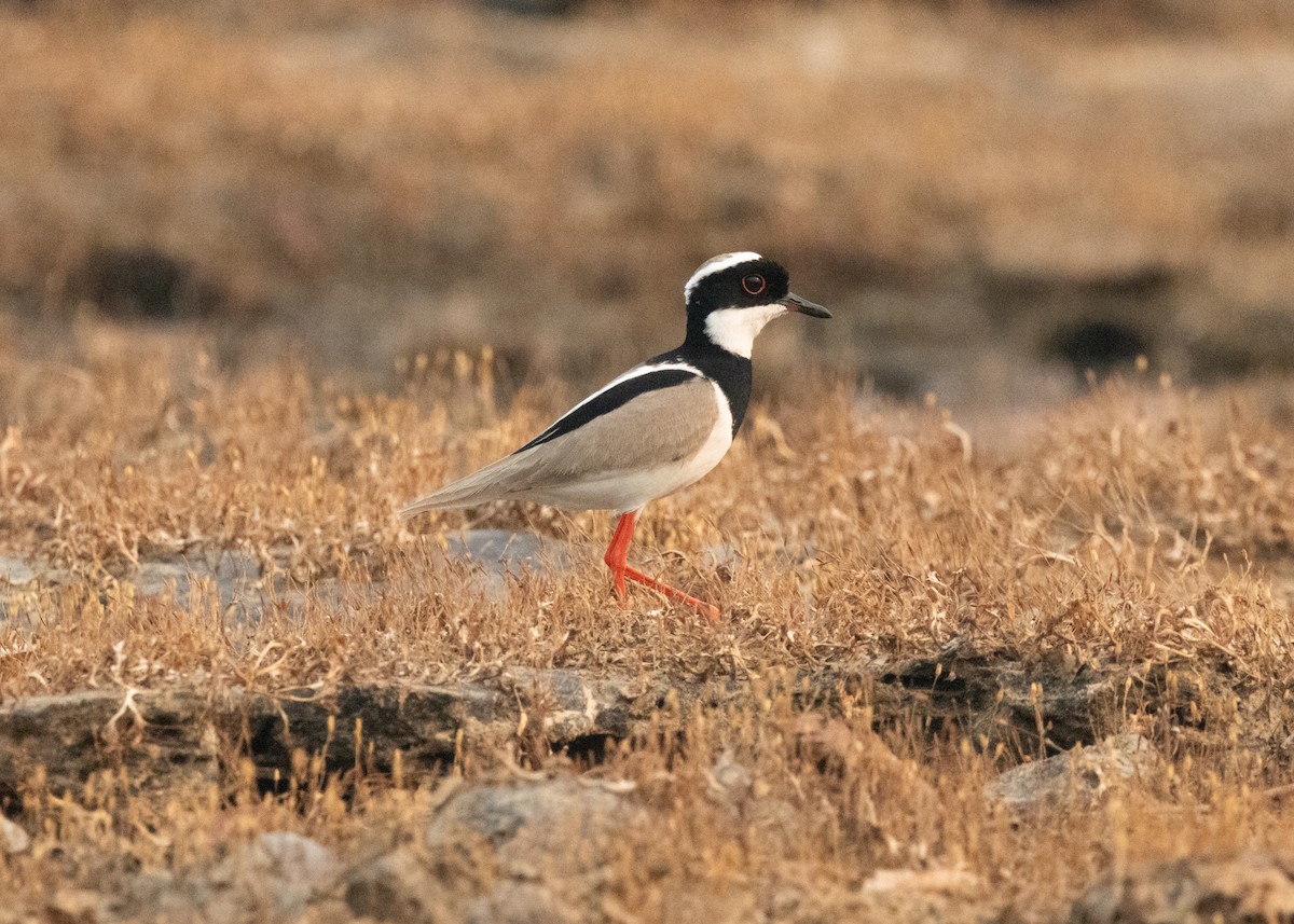 Pied Plover - Silvia Faustino Linhares