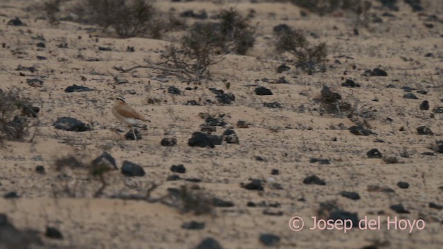 Cream-colored Courser - ML623878735