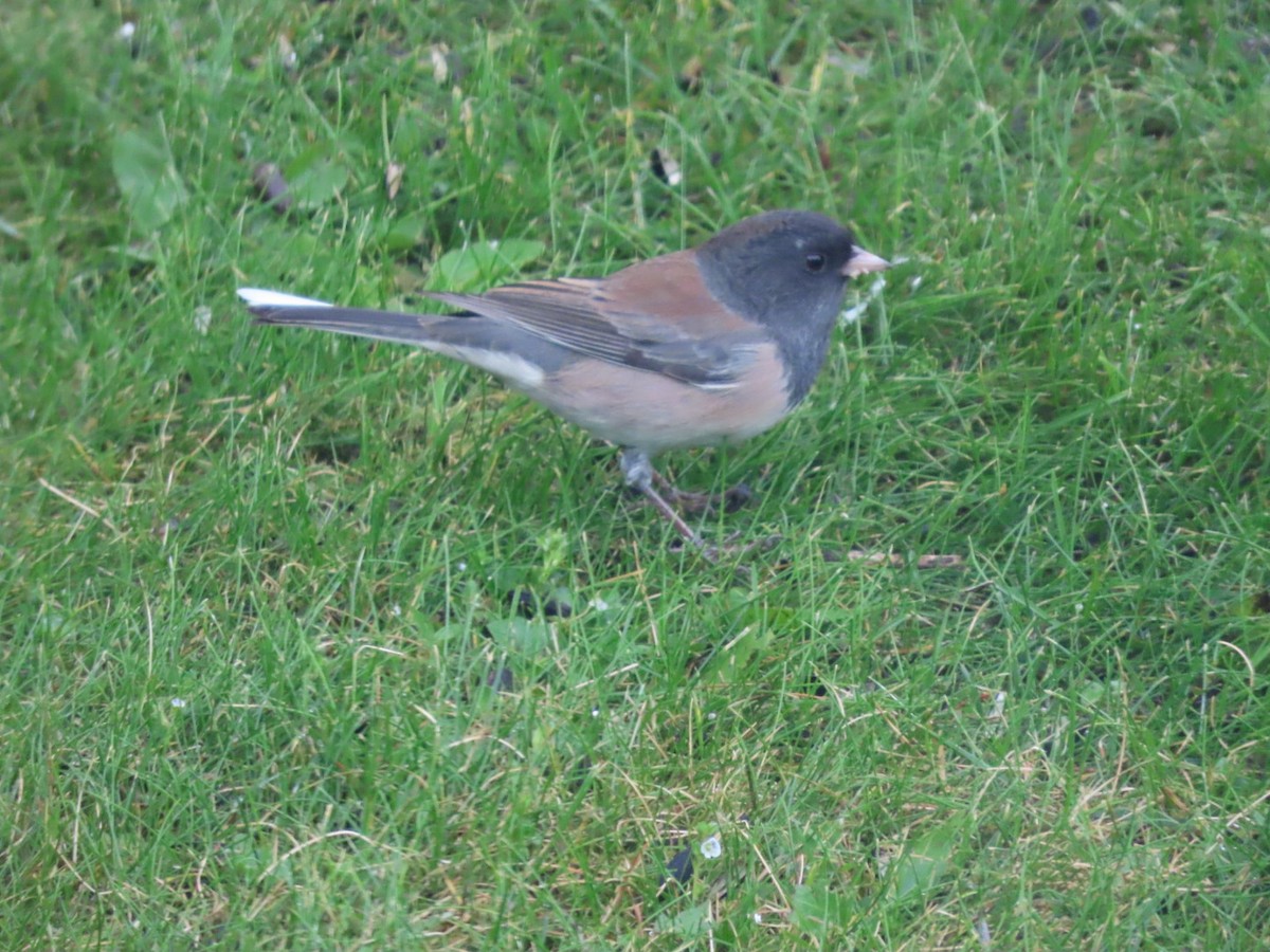 Dark-eyed Junco - ML623878765