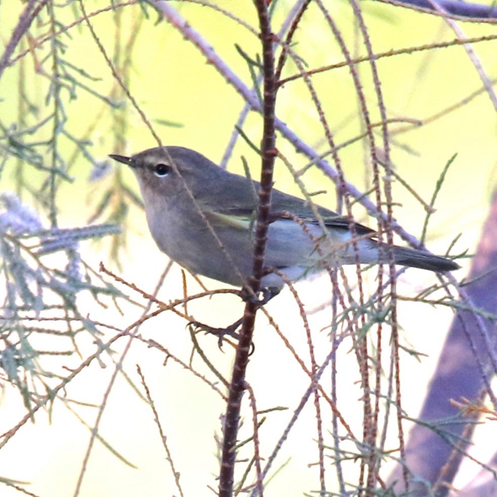 Plain Leaf Warbler - ML623878769