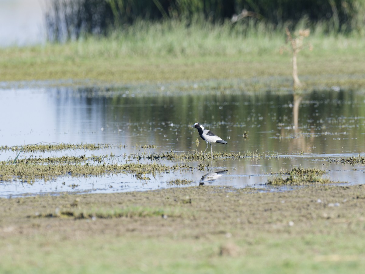 Blacksmith Lapwing - ML623878809