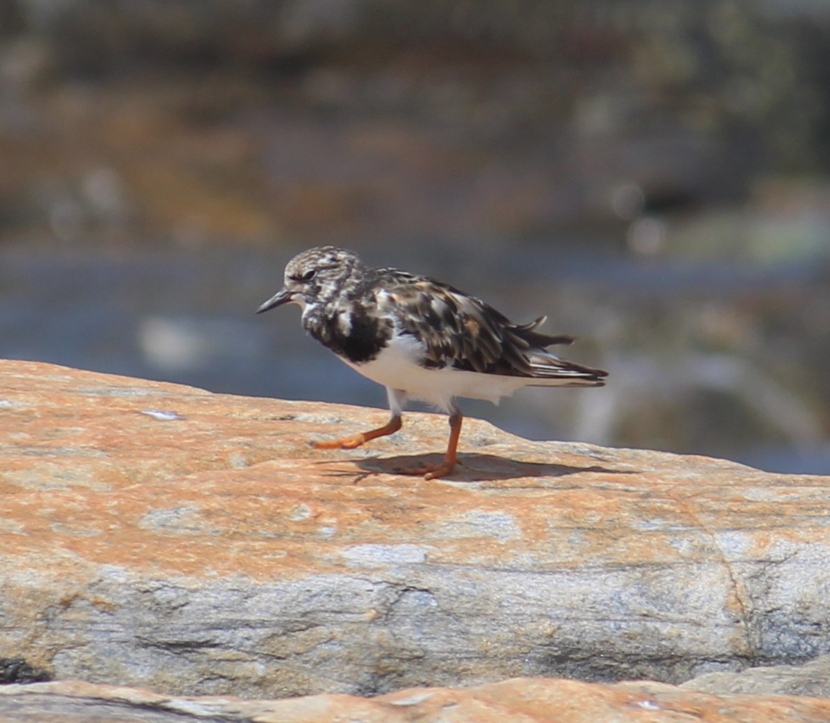 Ruddy Turnstone - Alister Fernandes