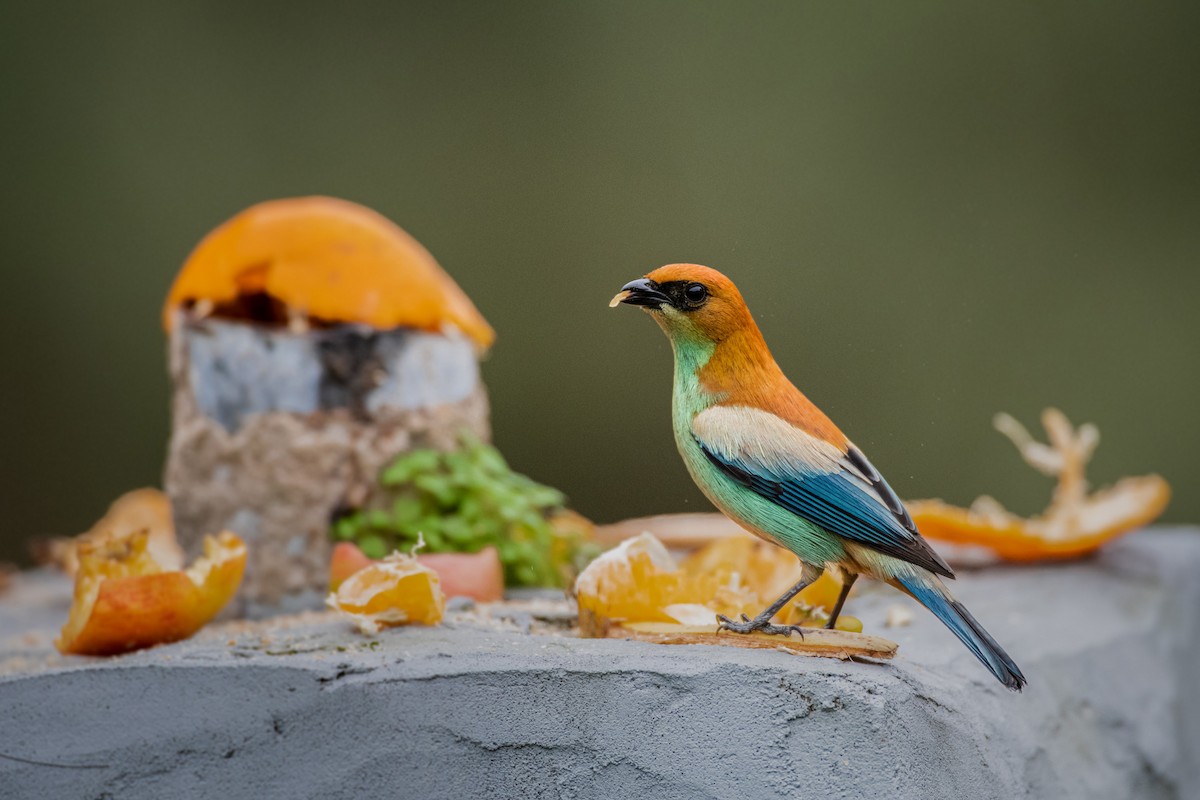 Chestnut-backed Tanager - ML623878830