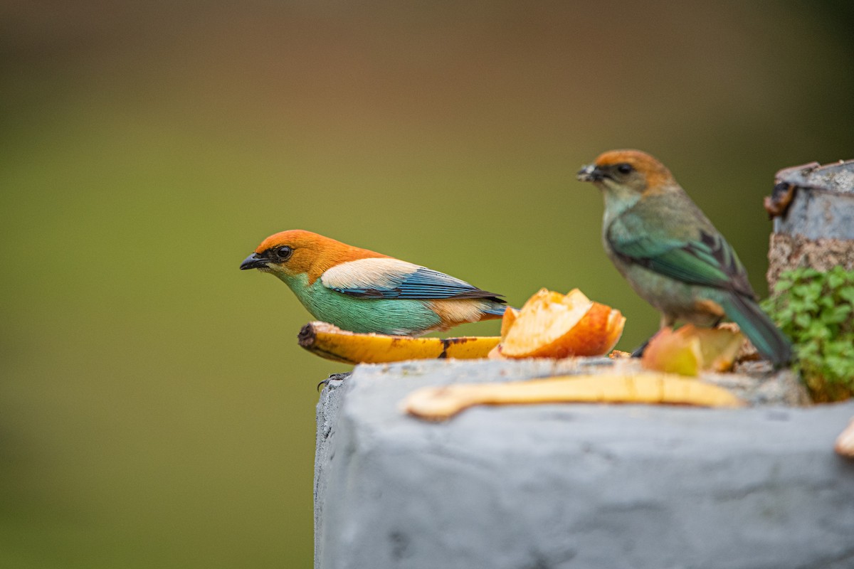 Chestnut-backed Tanager - ML623878831