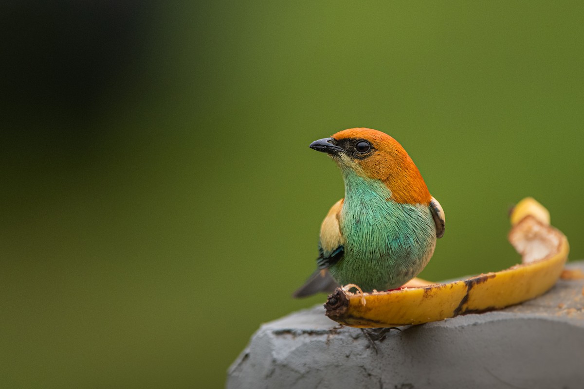 Chestnut-backed Tanager - ML623878832