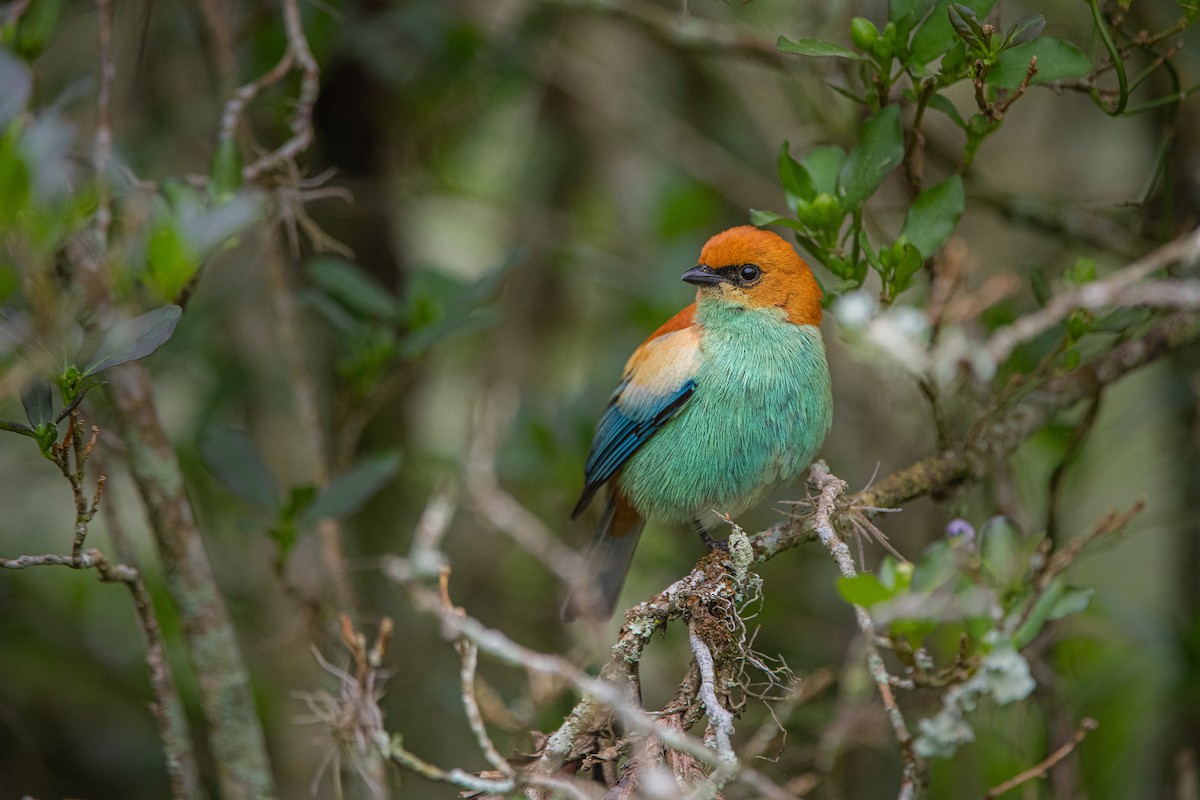 Chestnut-backed Tanager - ML623878833