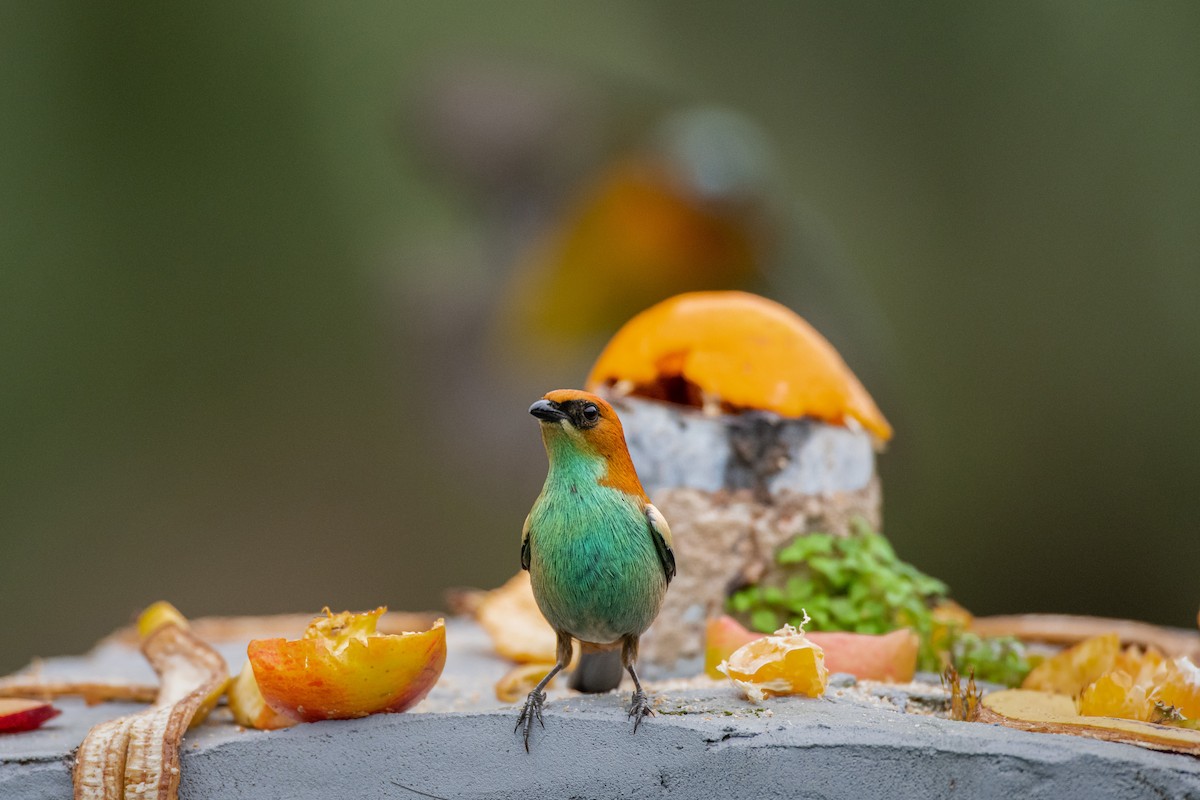 Chestnut-backed Tanager - ML623878835