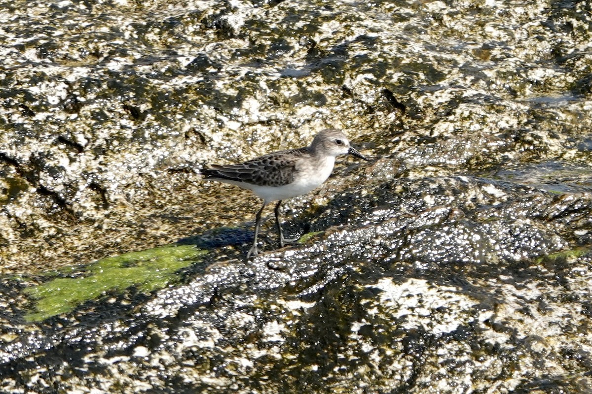 Semipalmated Sandpiper - ML623878852