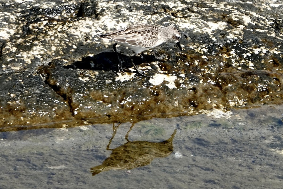 Semipalmated Sandpiper - ML623878853