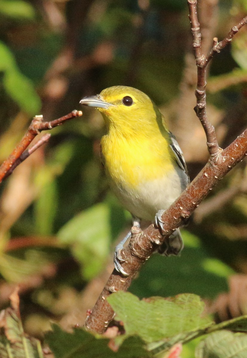 Yellow-throated Vireo - ML623878856