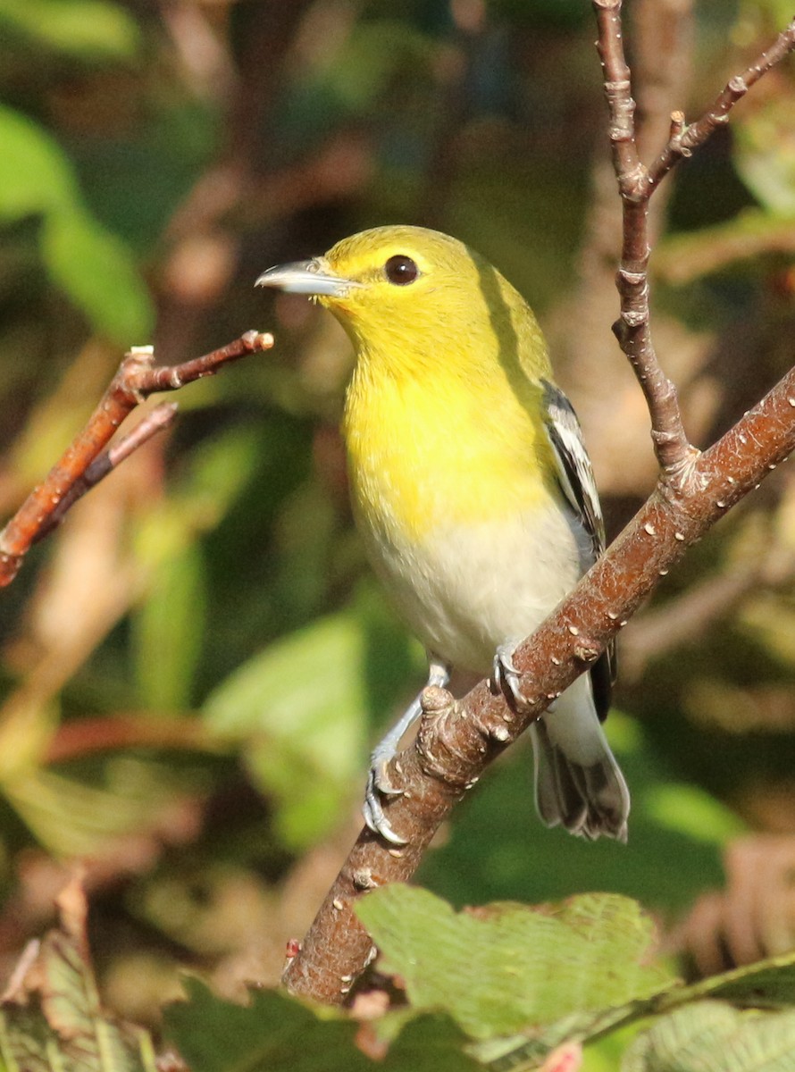 Yellow-throated Vireo - ML623878857