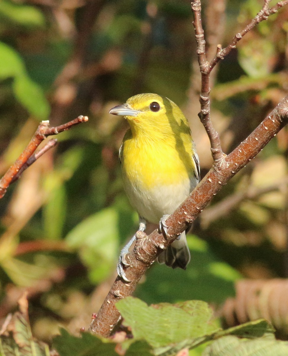 Yellow-throated Vireo - ML623878859