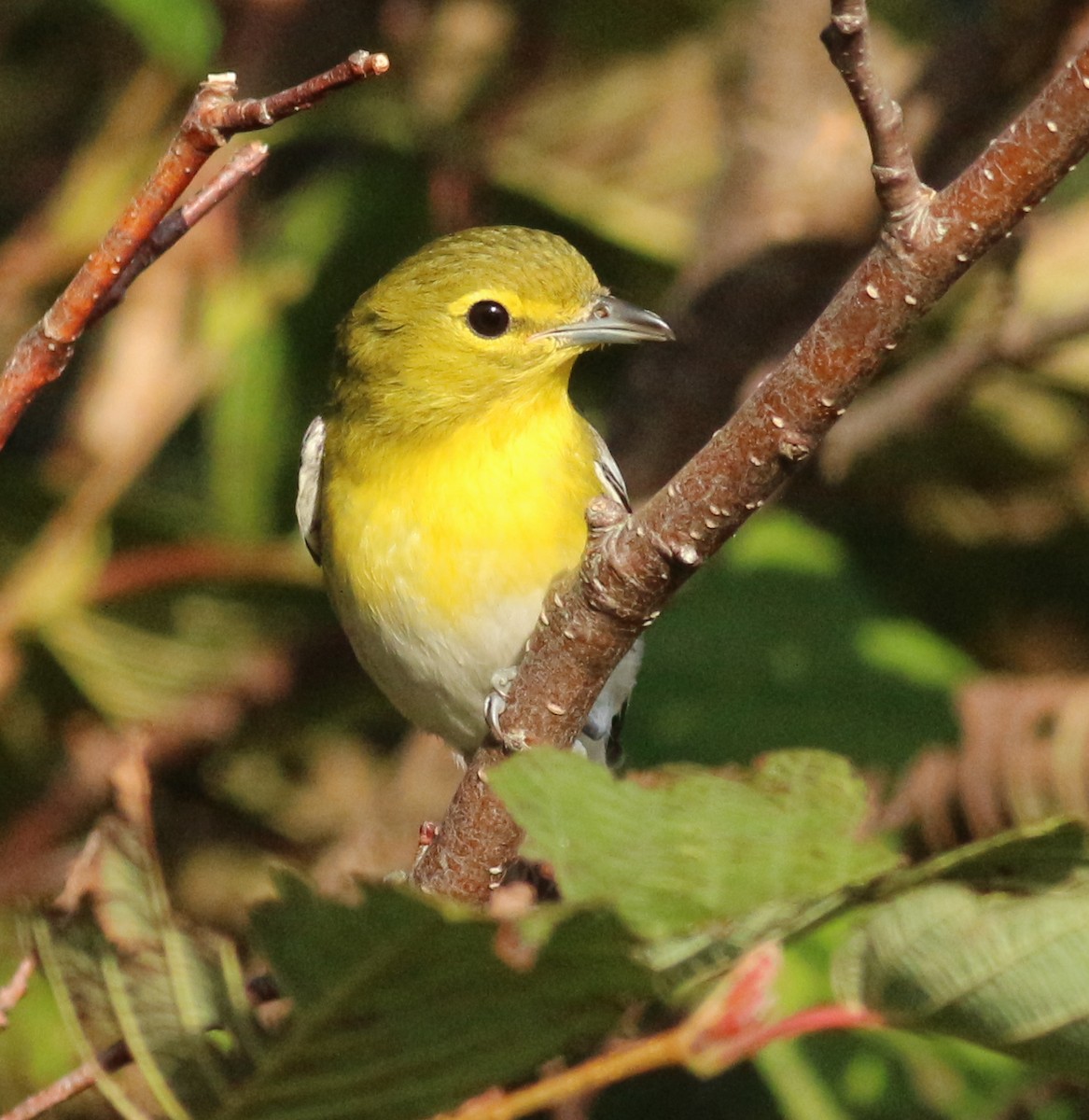 Yellow-throated Vireo - ML623878861