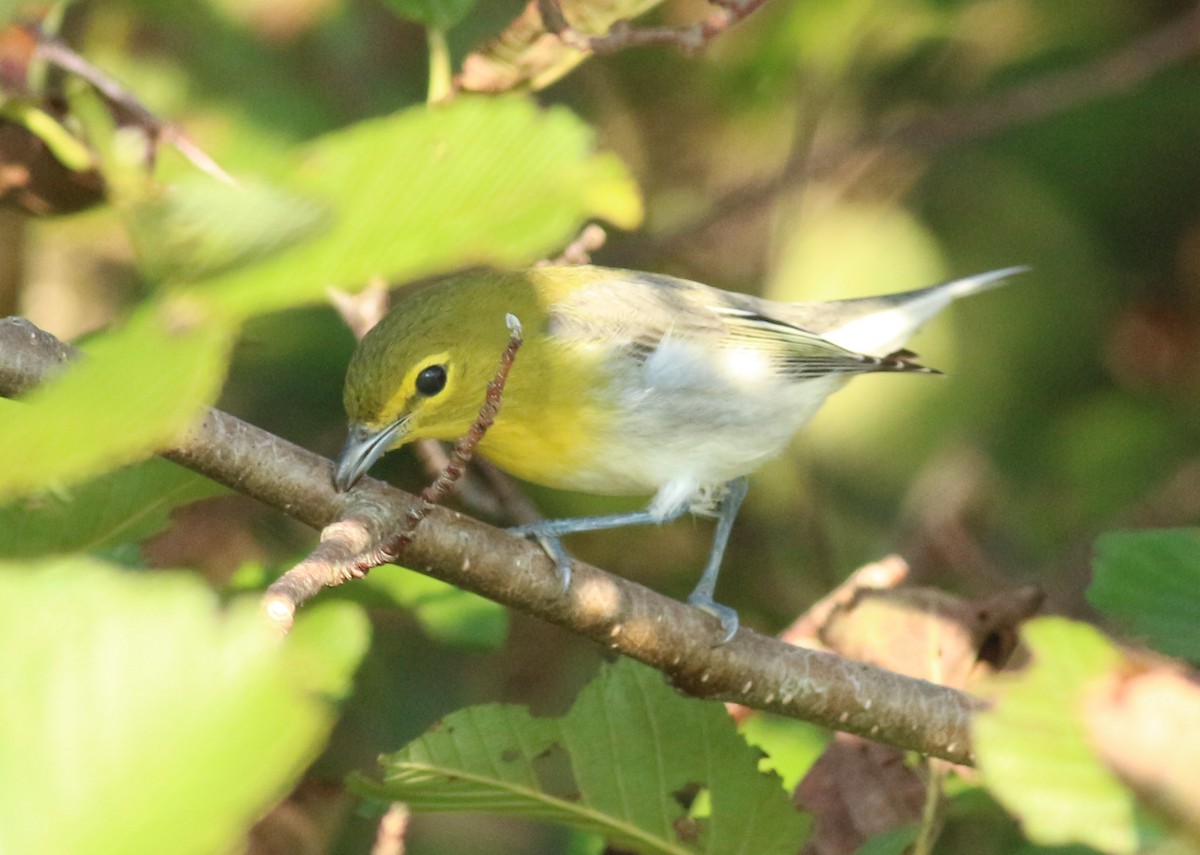 Yellow-throated Vireo - ML623878863