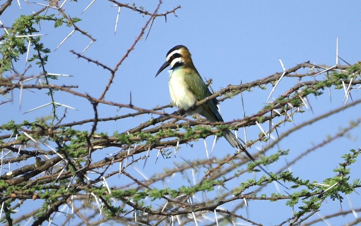 White-throated Bee-eater - ML623878888