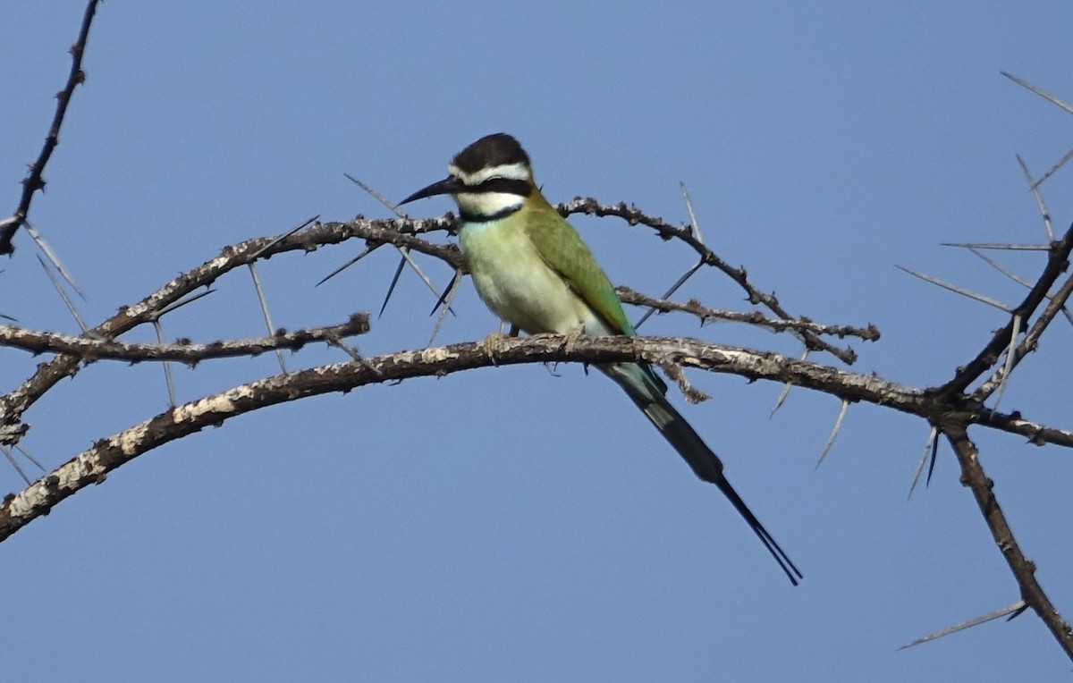 White-throated Bee-eater - ML623878889