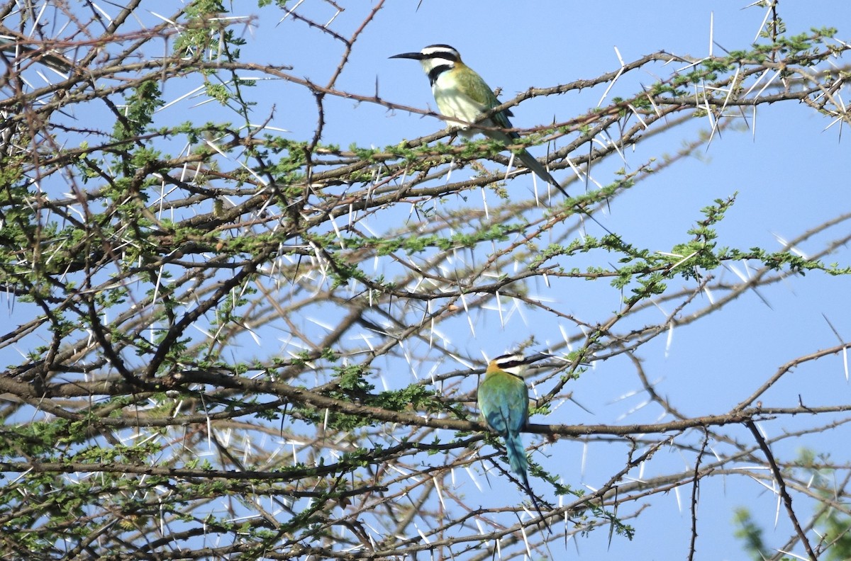 White-throated Bee-eater - ML623878890