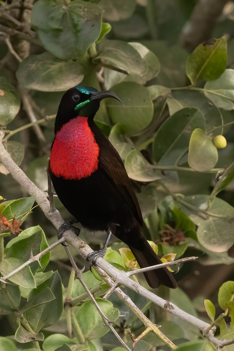 Scarlet-chested Sunbird - ML623878922