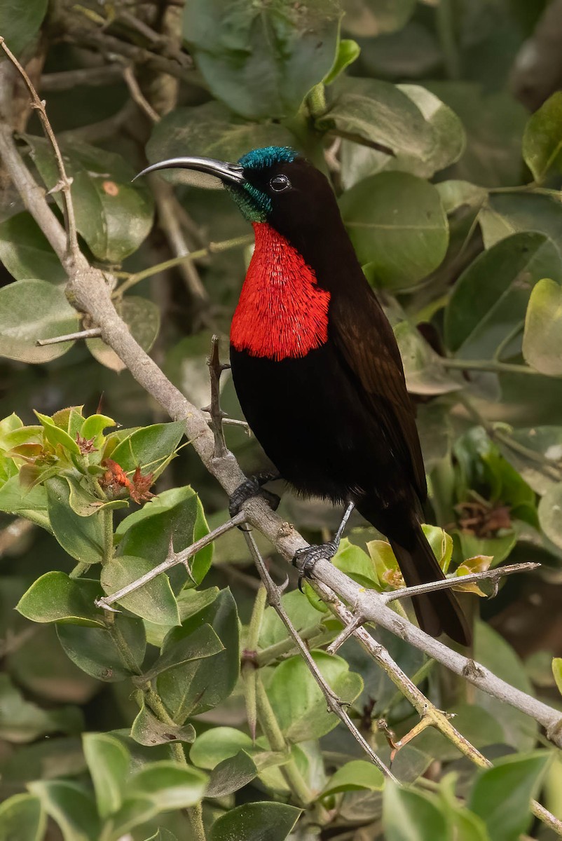 Scarlet-chested Sunbird - ML623878929