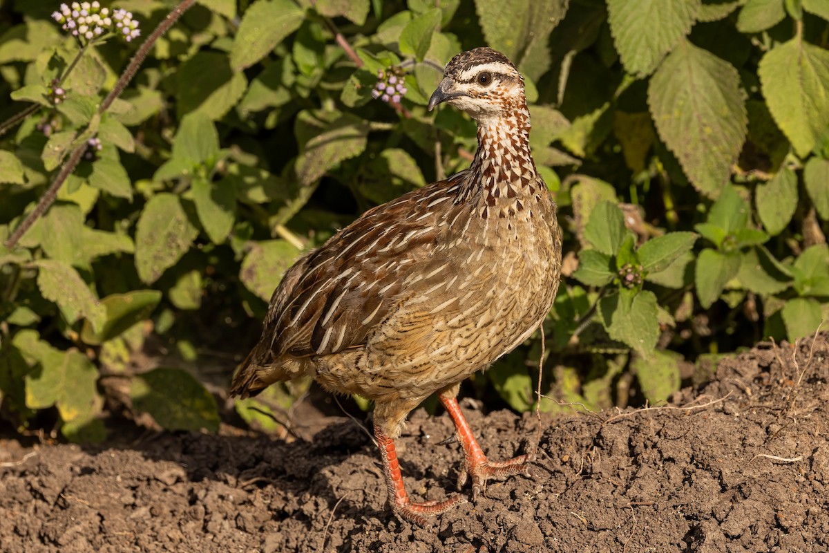 Crested Francolin - ML623878959