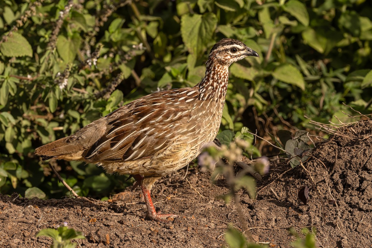 Crested Francolin - ML623878962