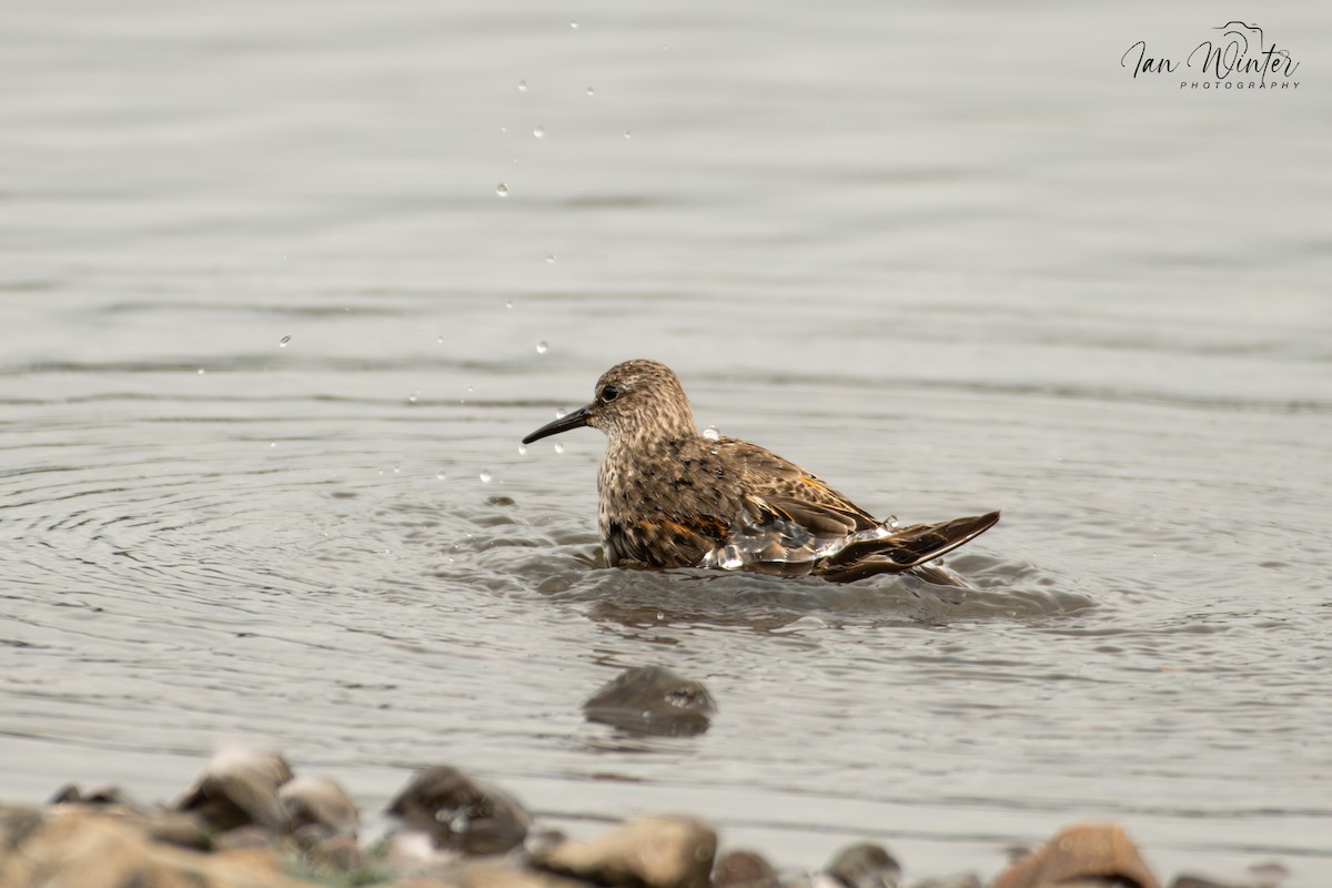 White-rumped Sandpiper - ML623878972