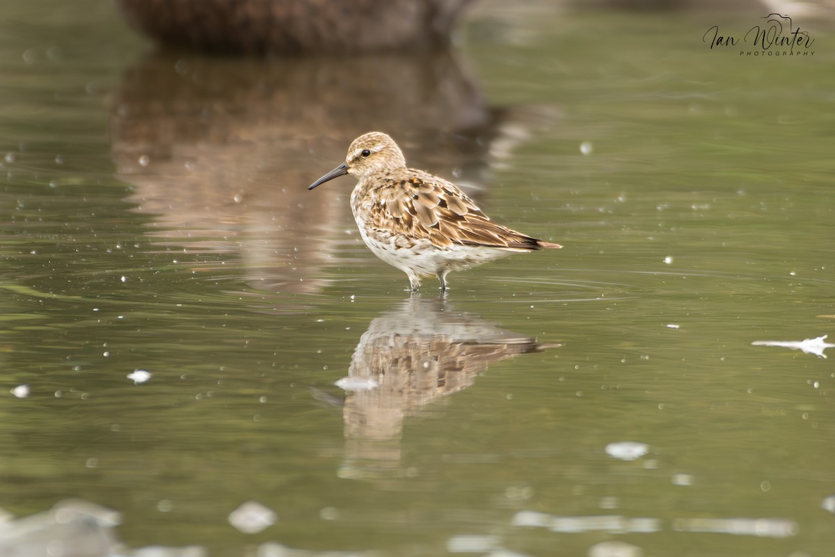 White-rumped Sandpiper - ML623878973