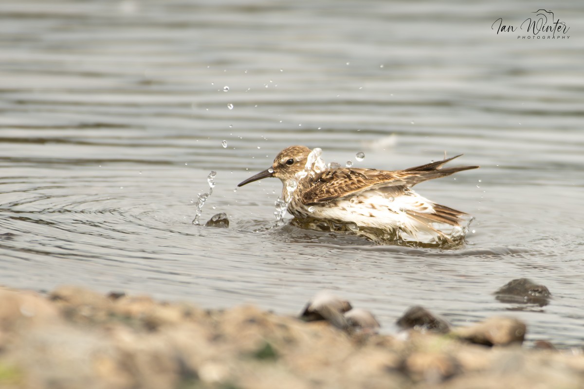 White-rumped Sandpiper - ML623878975